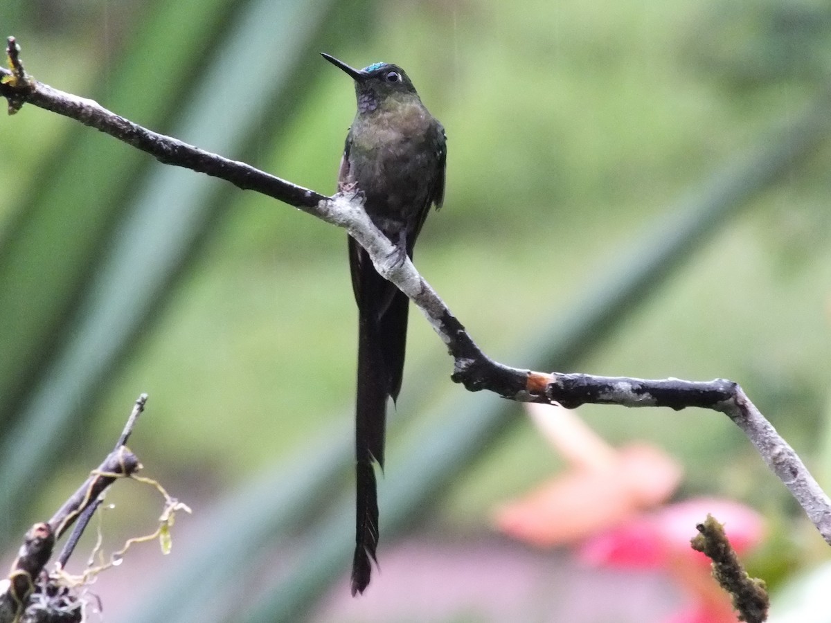 Violet-tailed Sylph - ML642424552