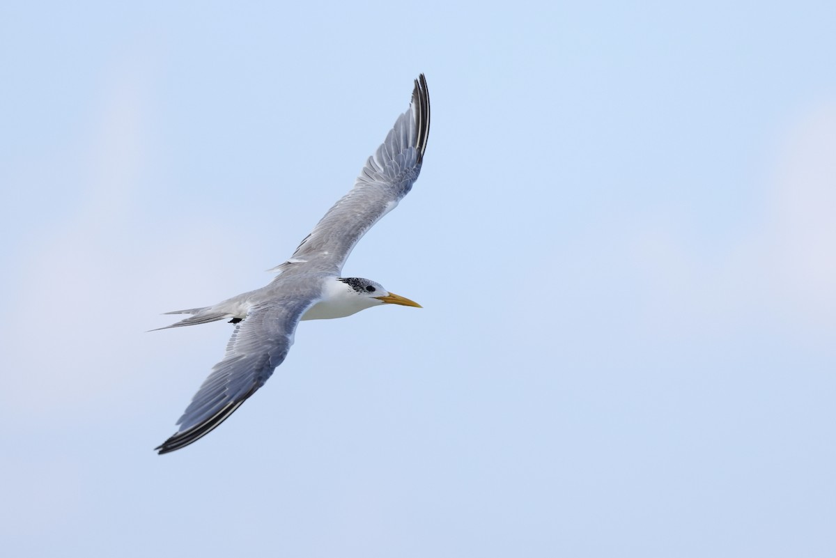 Great Crested Tern - ML642424562