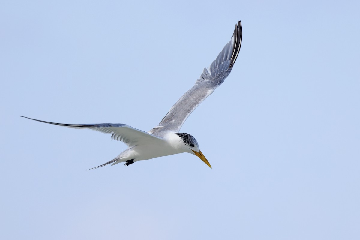 Great Crested Tern - ML642424563