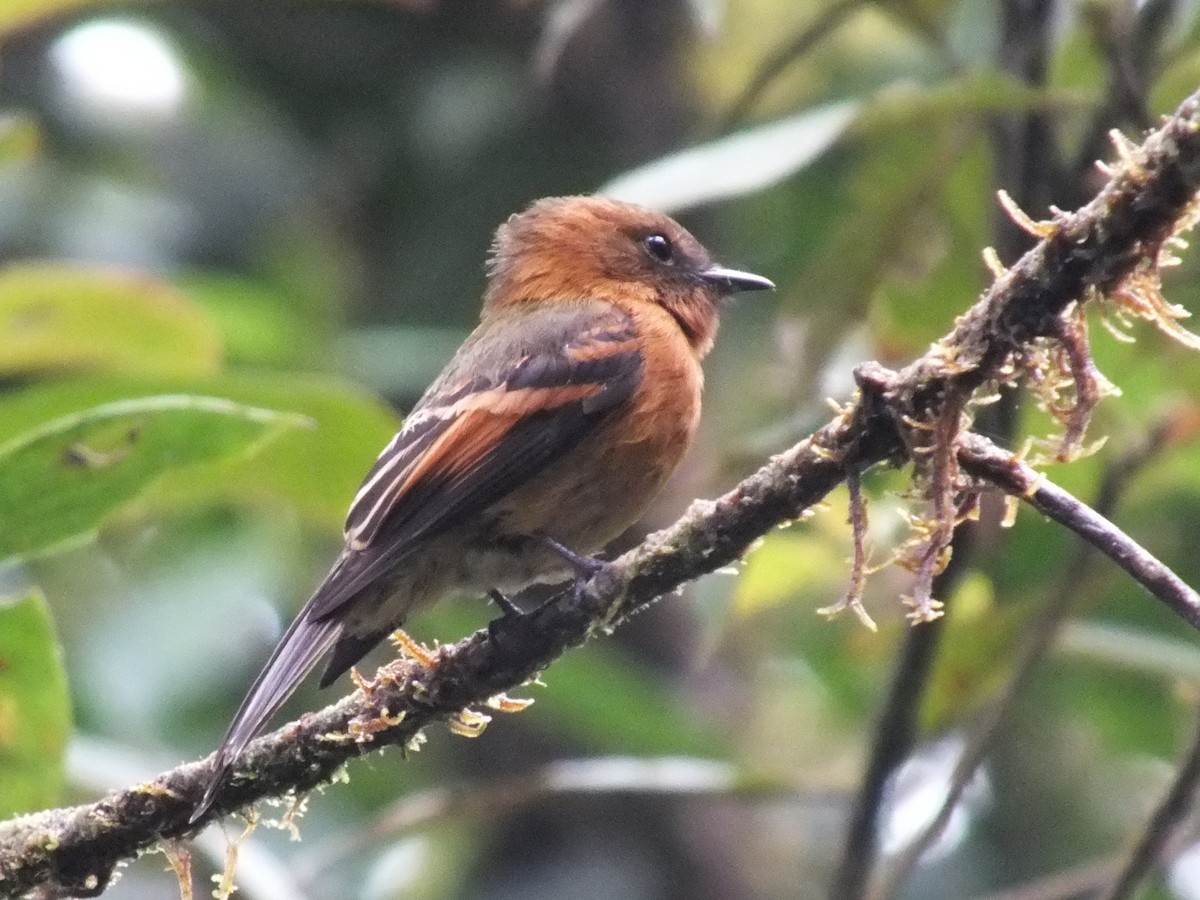 Cinnamon Flycatcher - ML642424565
