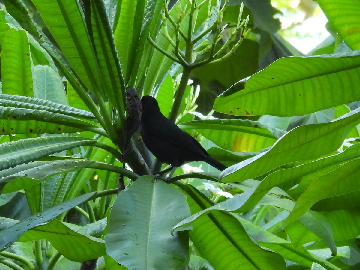 Melodious Blackbird - ML642424567