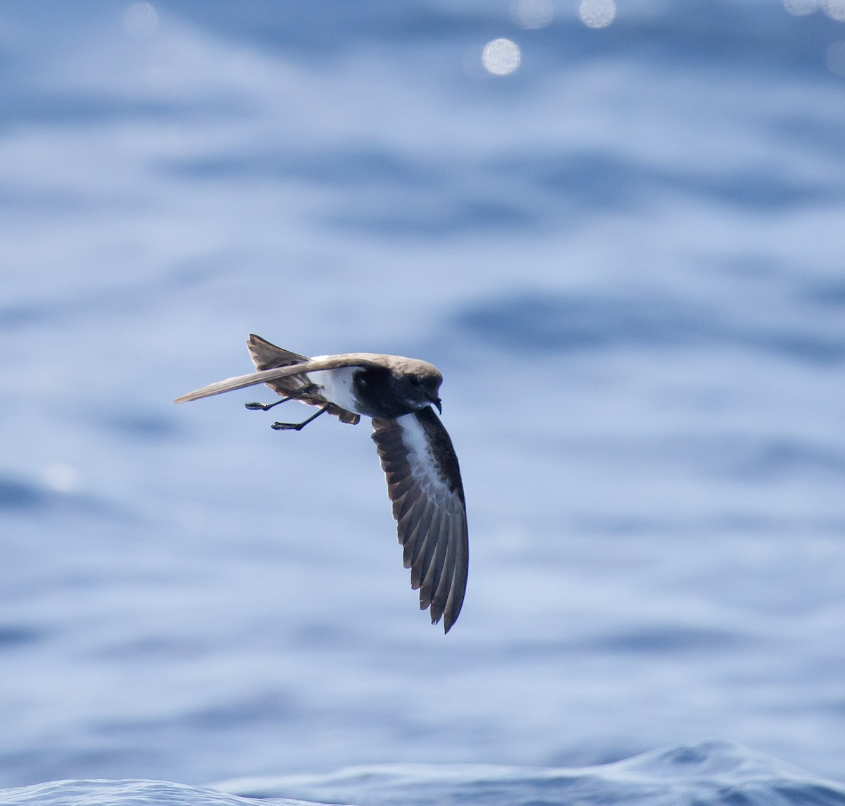 Black-bellied Storm-Petrel - ML642424571