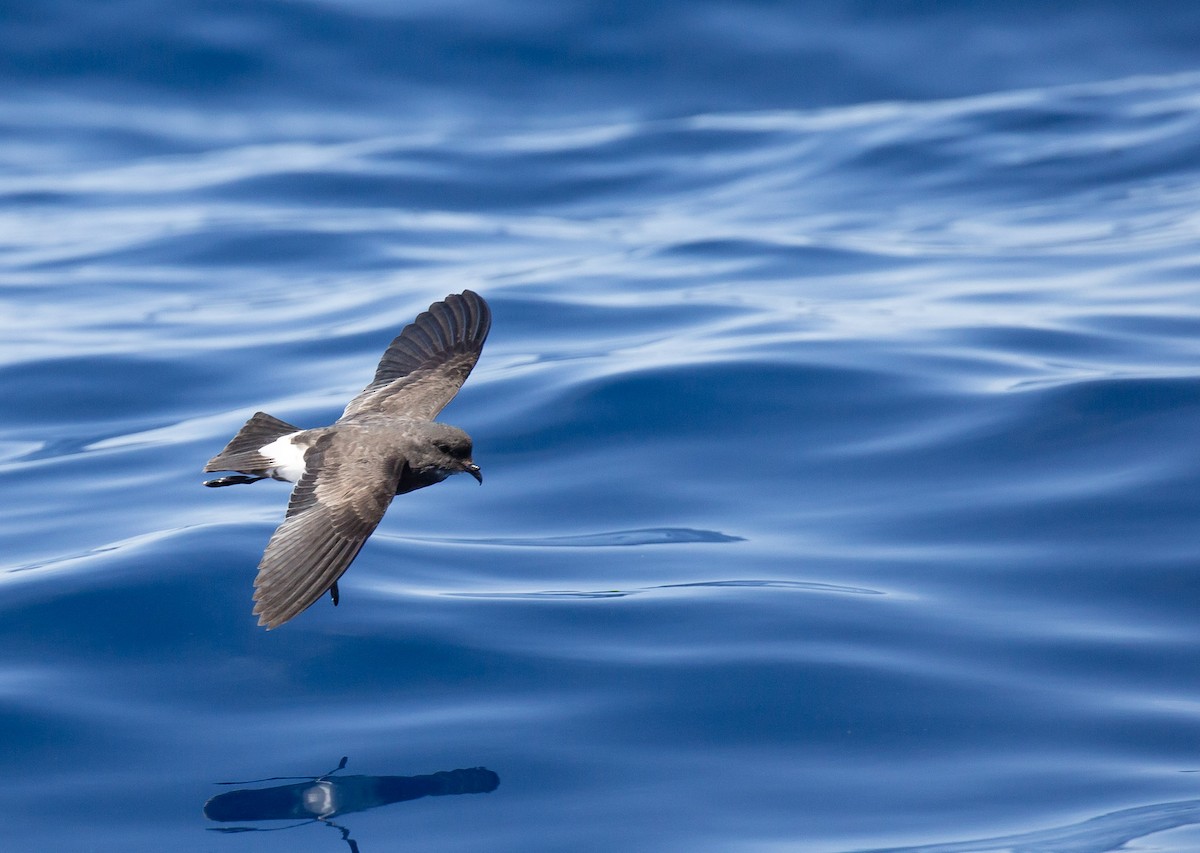 Black-bellied Storm-Petrel - ML642424572