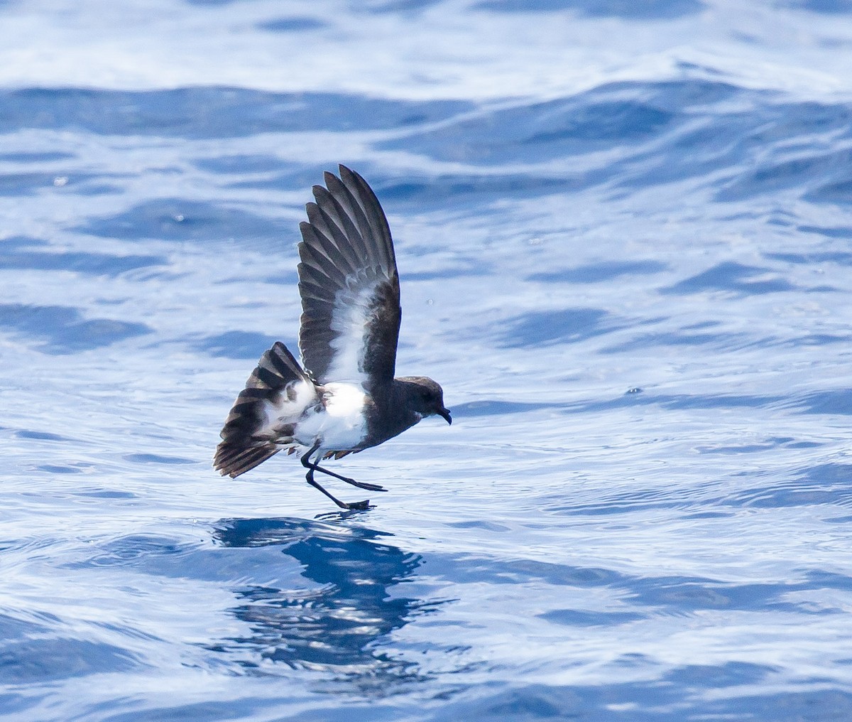 Black-bellied Storm-Petrel - ML642424573