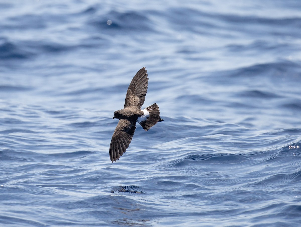 Black-bellied Storm-Petrel - ML642424574