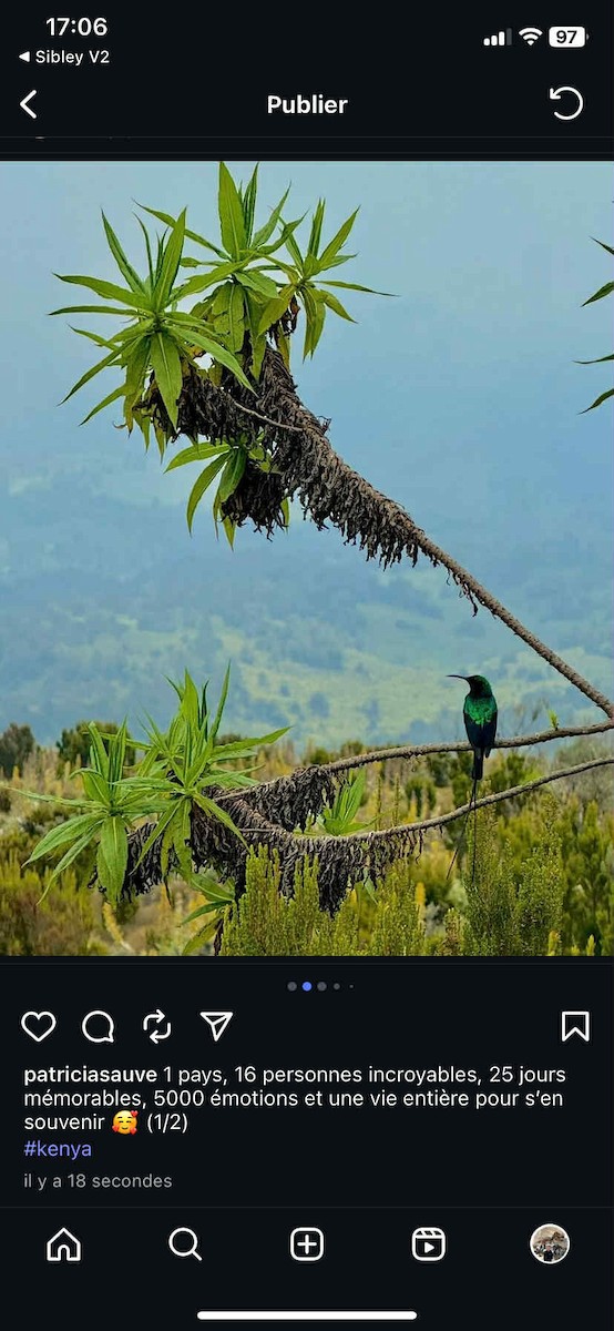 Red-tufted Sunbird - ML642424596