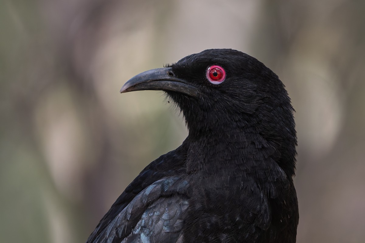 White-winged Chough - ML642424609