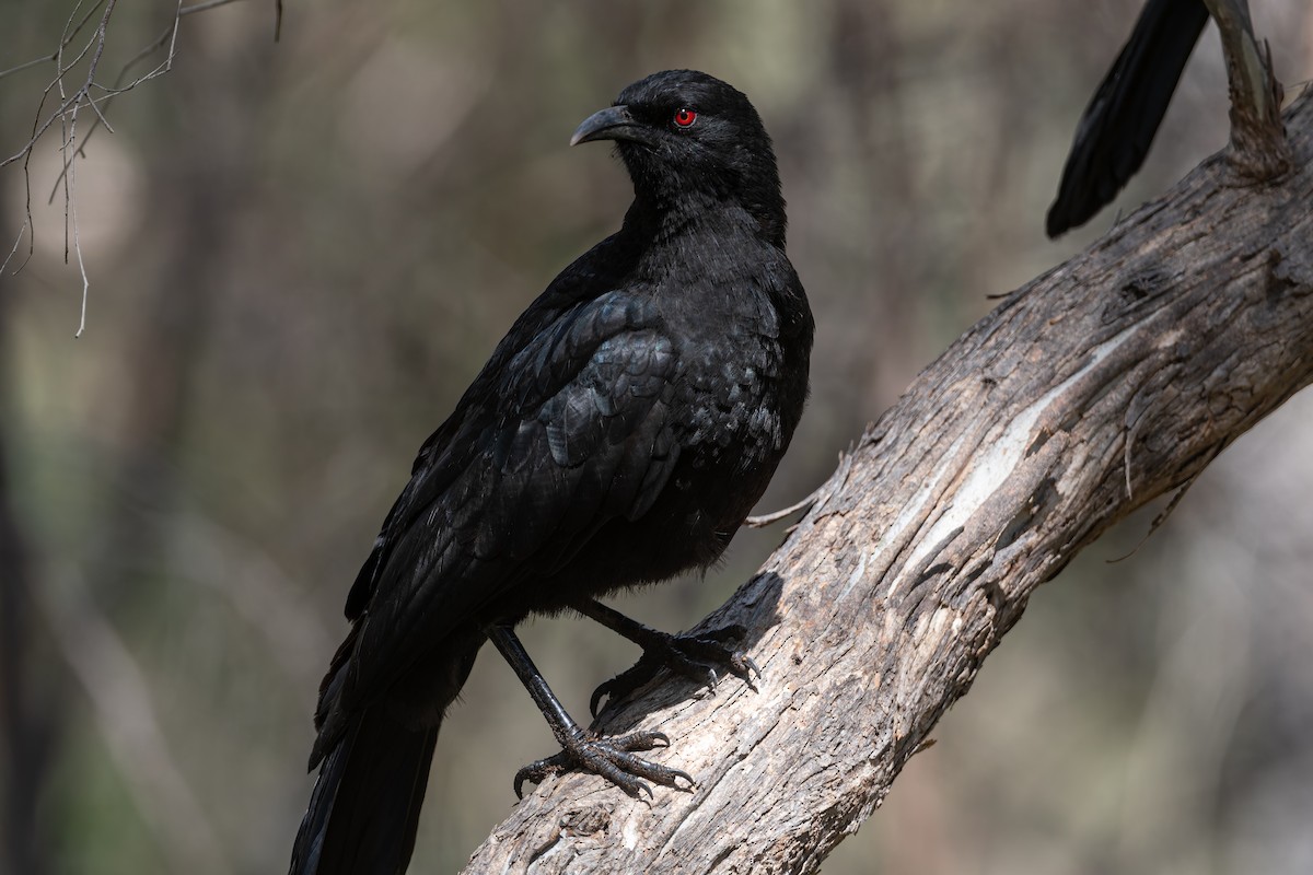 White-winged Chough - ML642424610