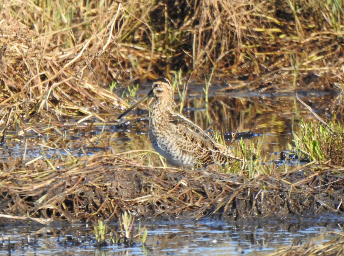 Common Snipe - ML642424616
