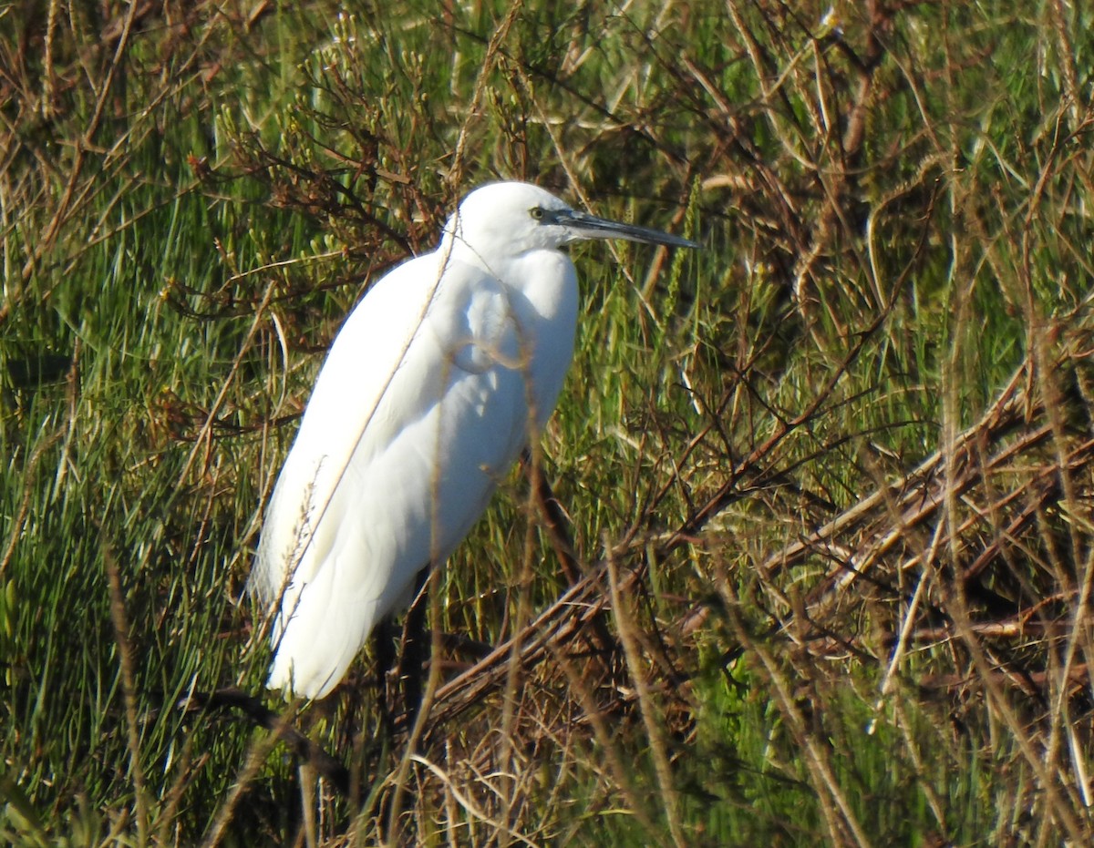 Little Egret - ML642424625