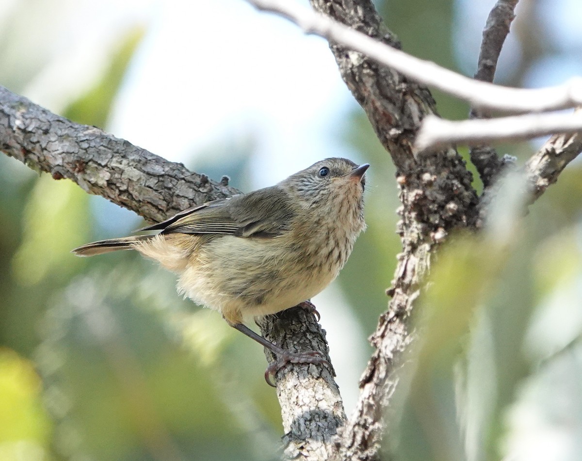 Striated Thornbill - ML642424652