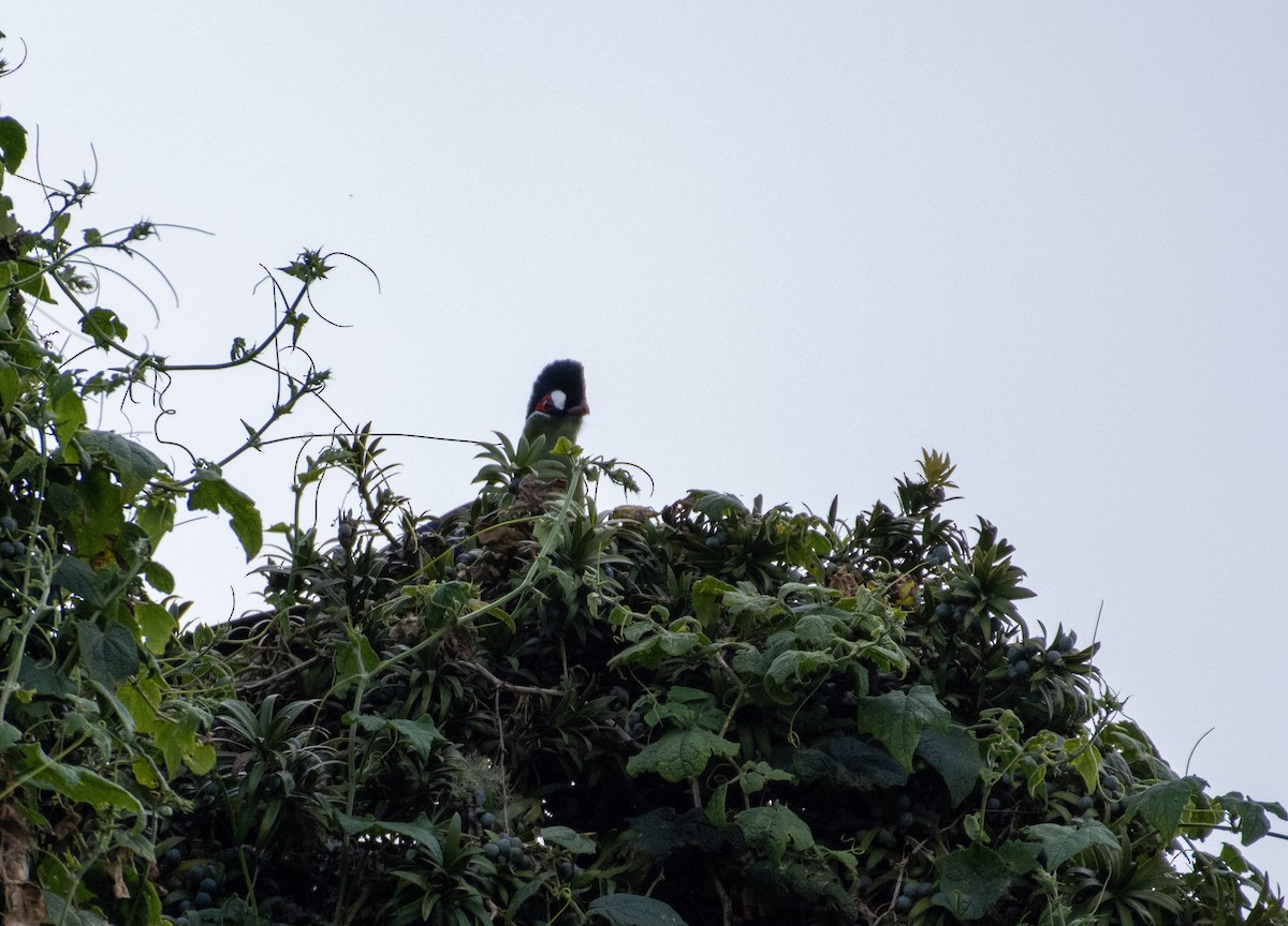 Hartlaub's Turaco - ML642424654