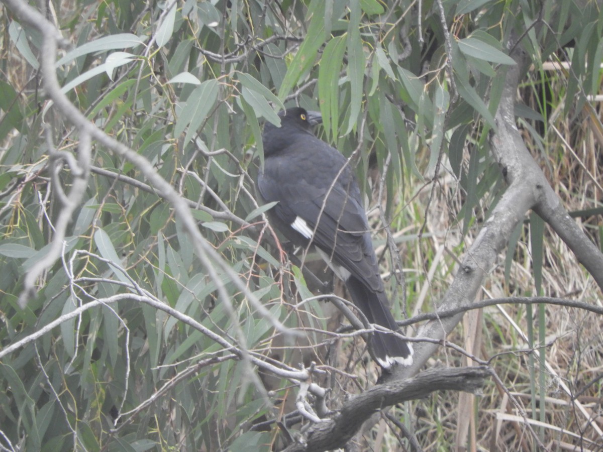 Pied Currawong - ML642424655