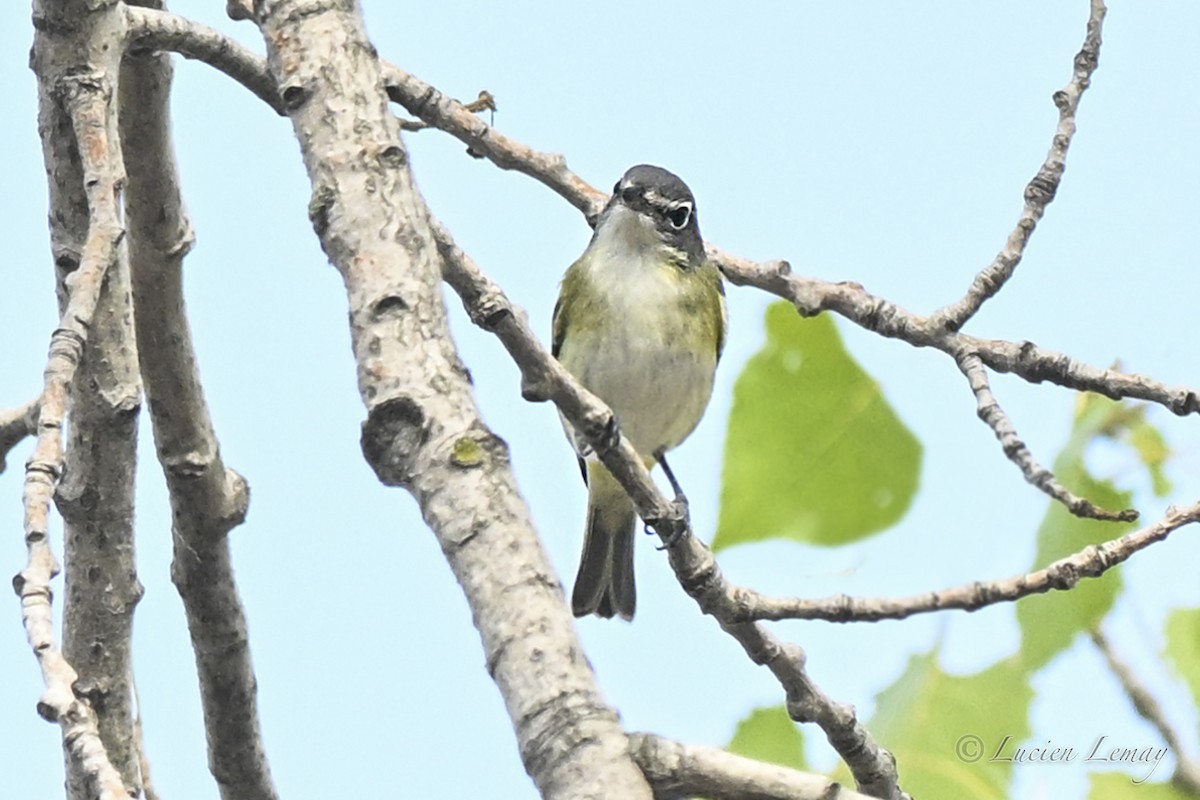 Blue-headed Vireo - ML642424686