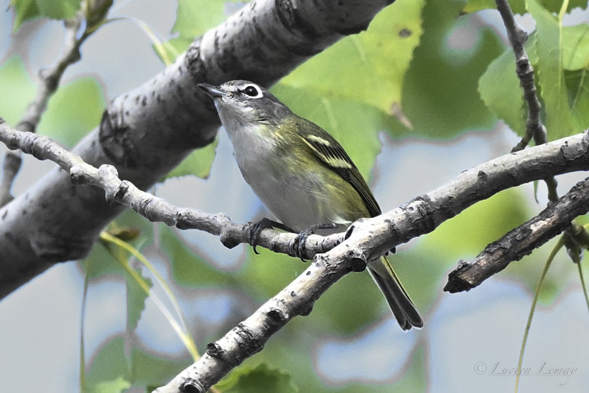 Blue-headed Vireo - ML642424688