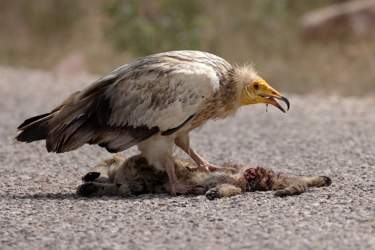 Egyptian Vulture - ML642424690
