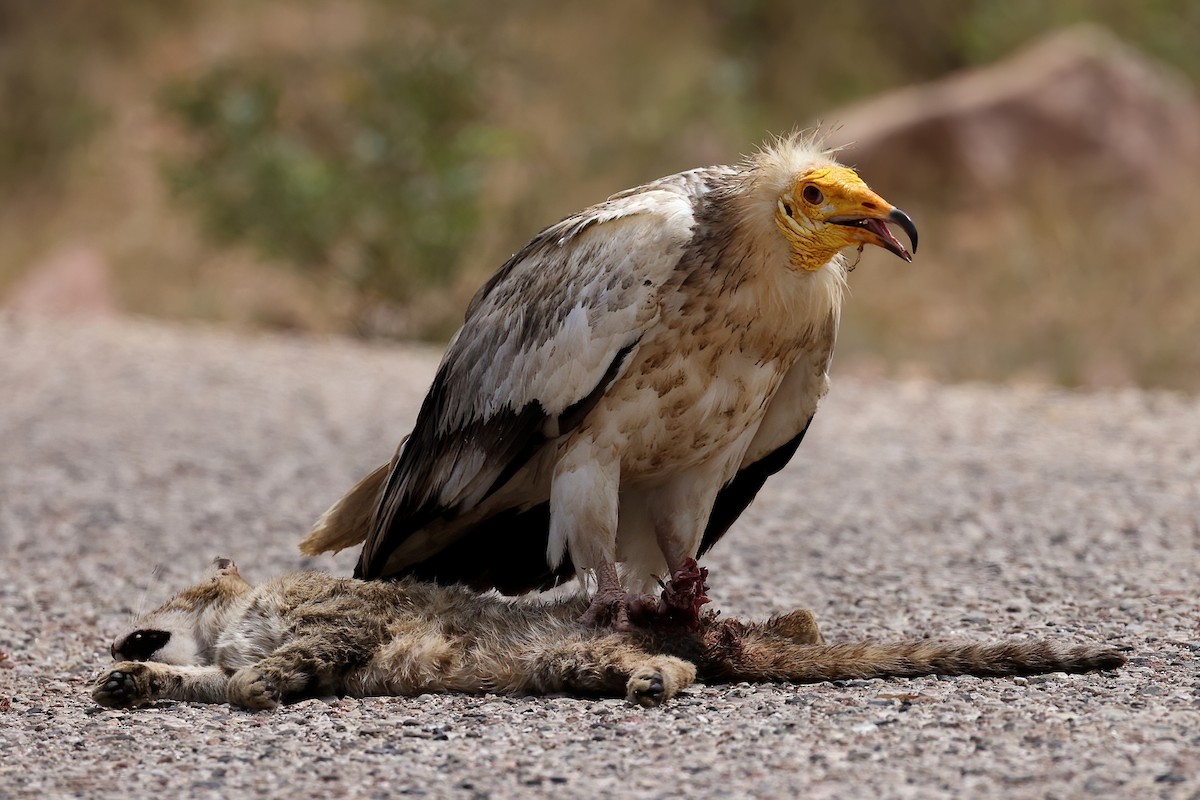 Egyptian Vulture - ML642424691