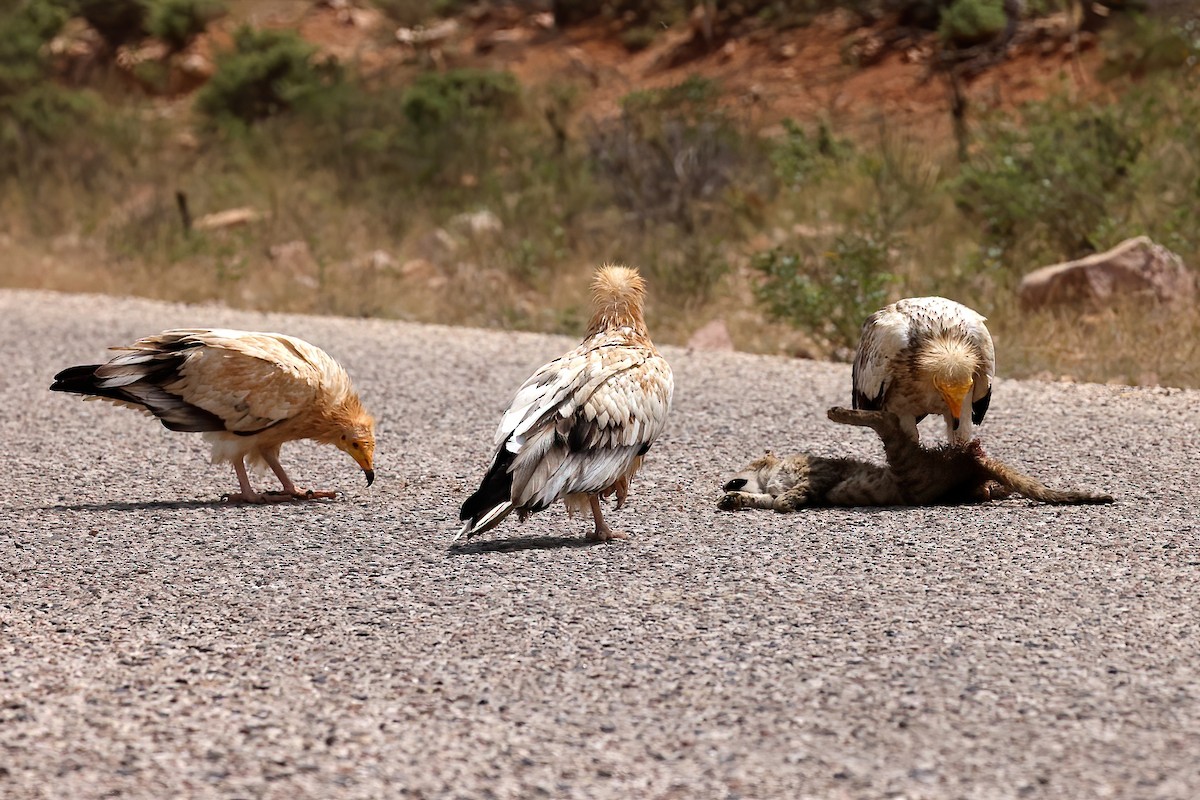 Egyptian Vulture - ML642424692