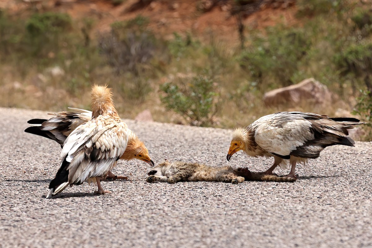 Egyptian Vulture - ML642424693