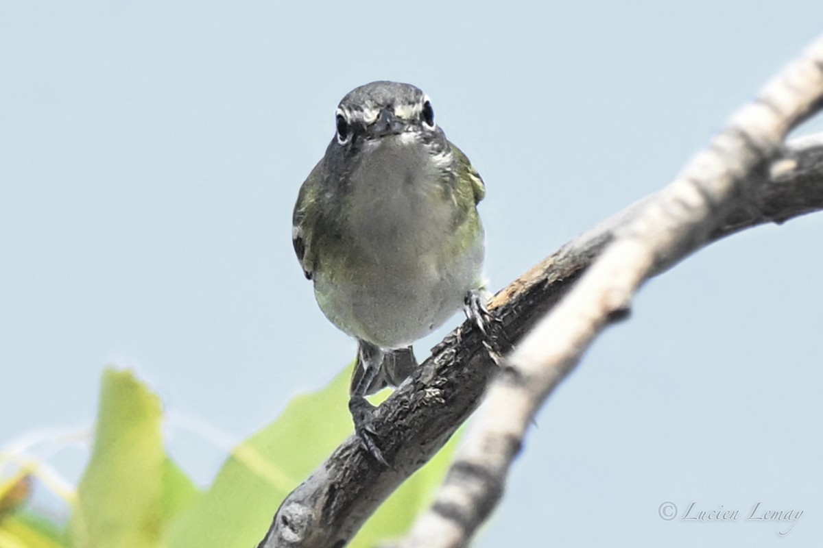 Blue-headed Vireo - ML642424695