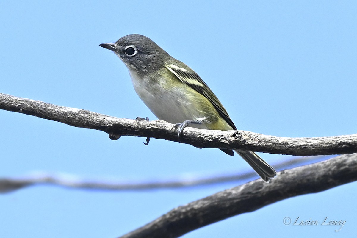 Blue-headed Vireo - ML642424696