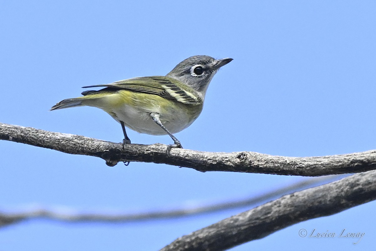 Blue-headed Vireo - ML642424702