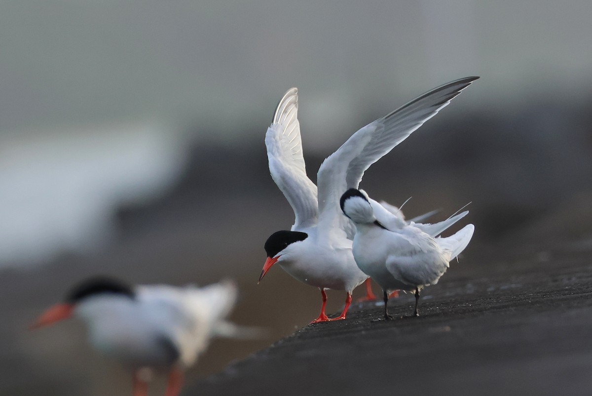 Roseate Tern - ML642424703