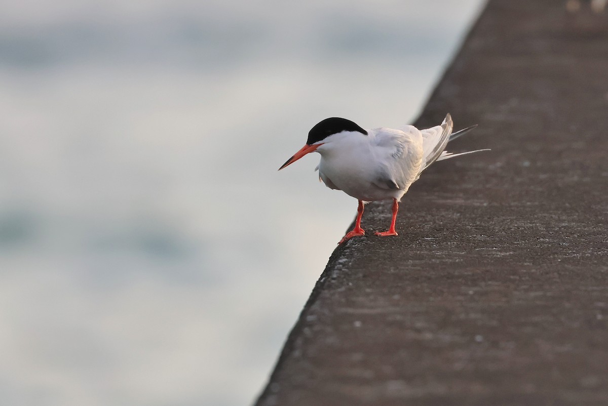 Roseate Tern - ML642424704