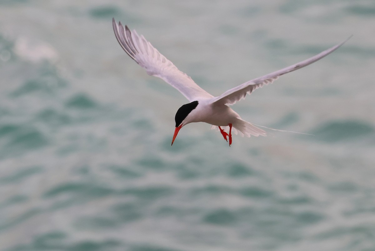 Roseate Tern - ML642424705