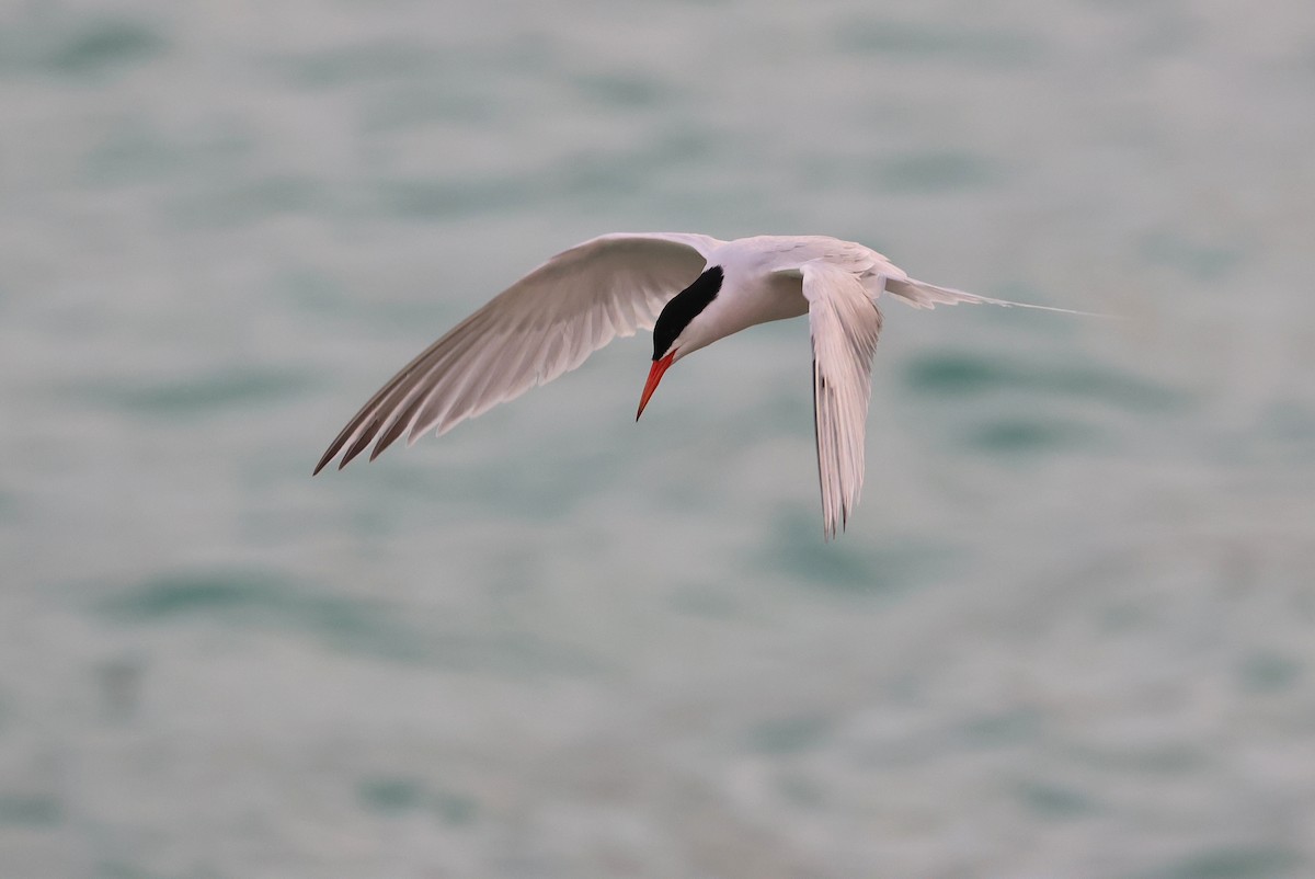 Roseate Tern - ML642424706