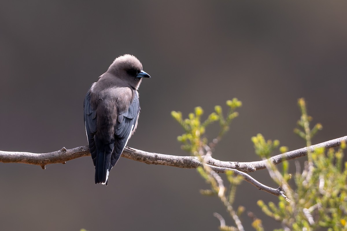Dusky Woodswallow - ML642424708