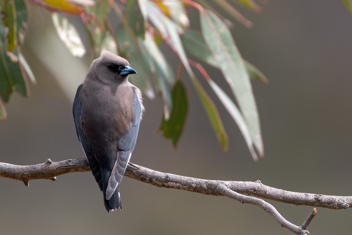 Dusky Woodswallow - ML642424709