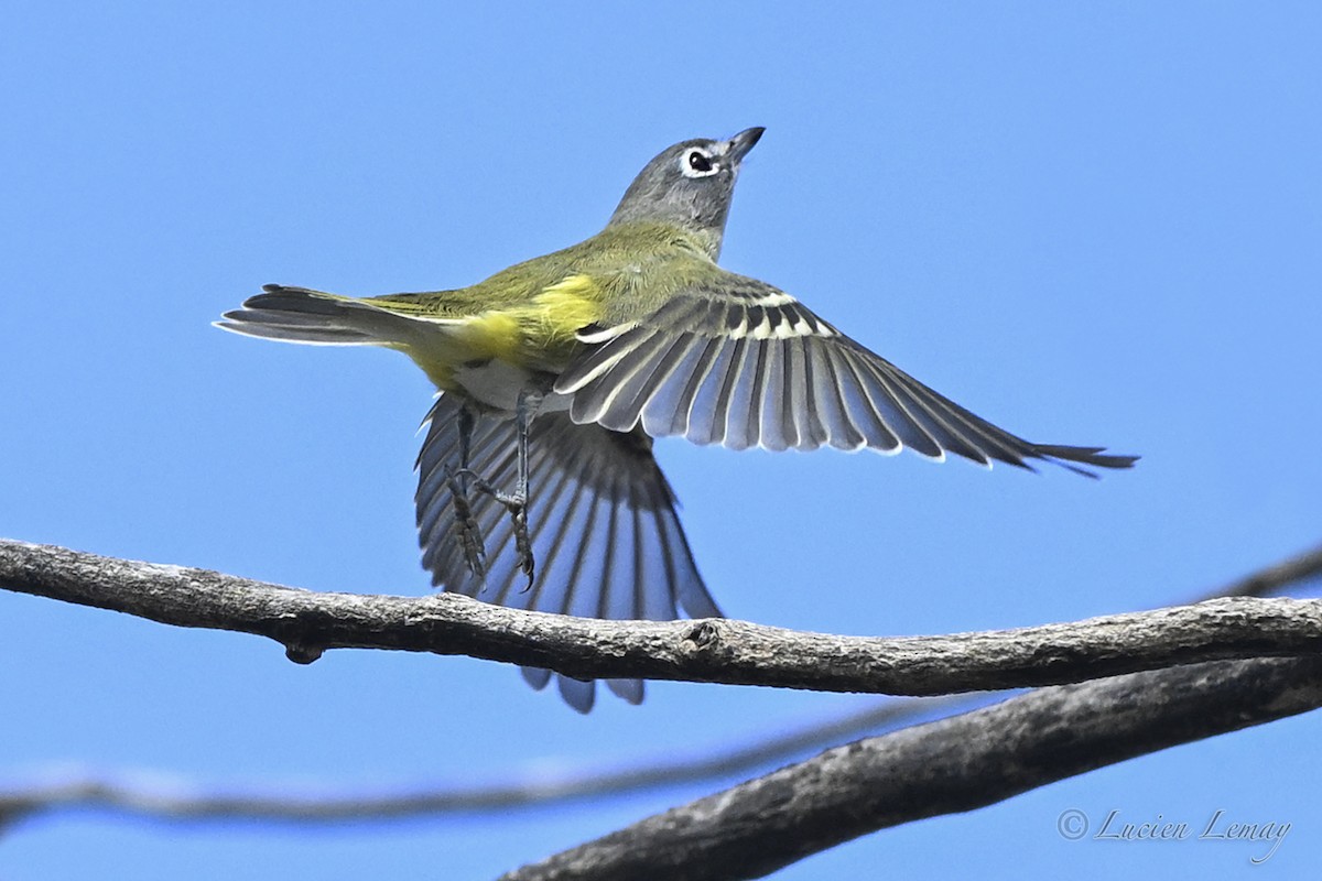 Blue-headed Vireo - ML642424712