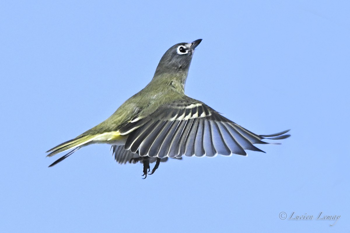 Blue-headed Vireo - ML642424719