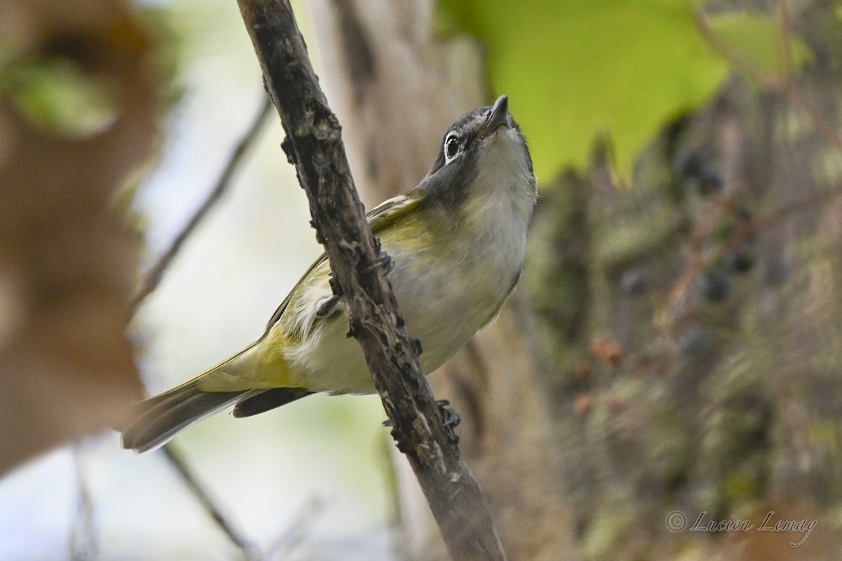 Blue-headed Vireo - ML642424721