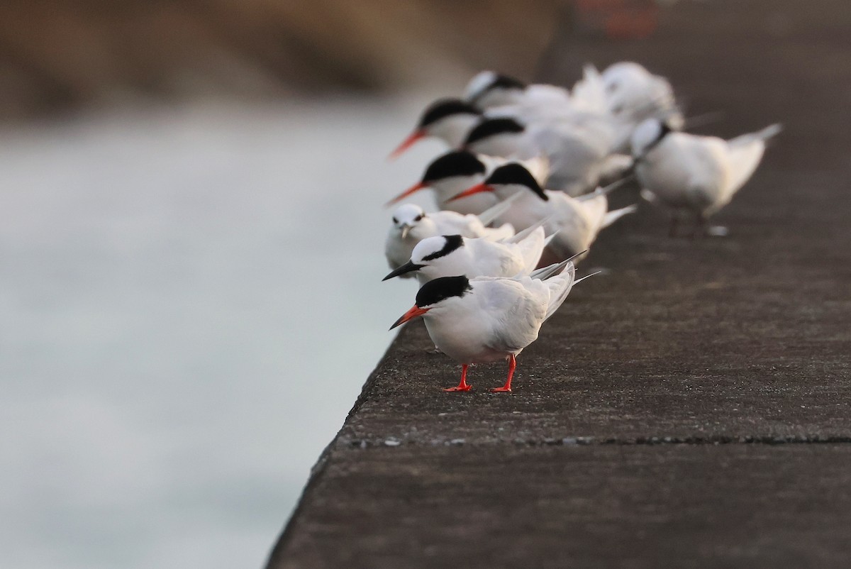 Roseate Tern - ML642424722