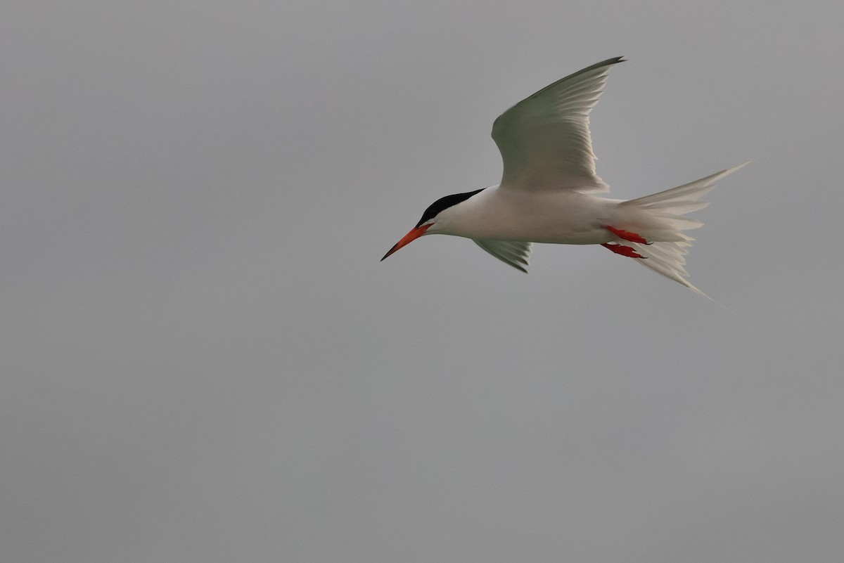 Roseate Tern - ML642424723