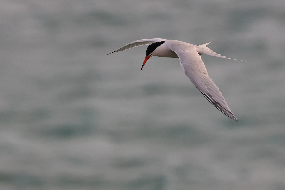 Roseate Tern - ML642424724