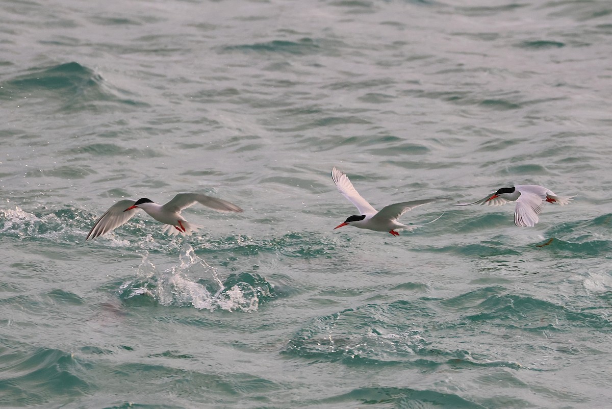 Roseate Tern - ML642424725