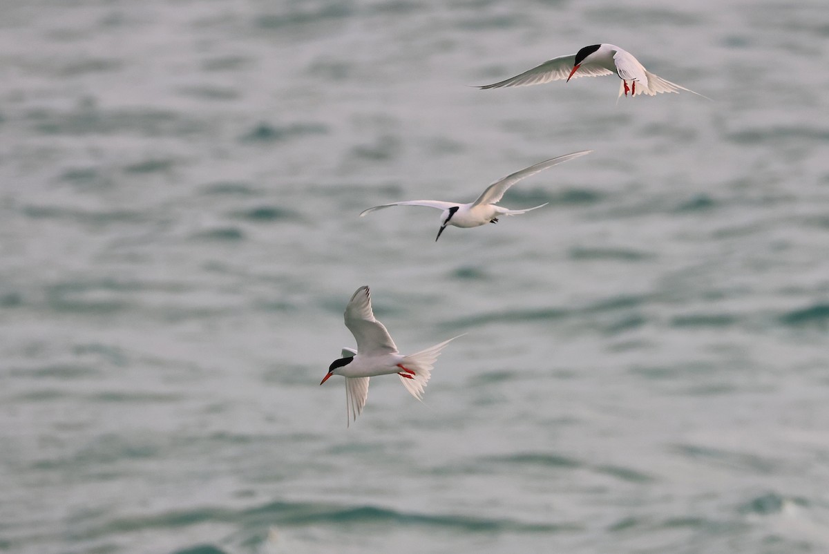 Roseate Tern - ML642424729
