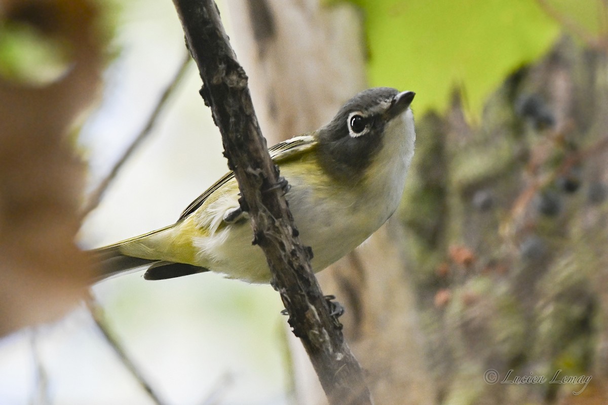 Blue-headed Vireo - ML642424731