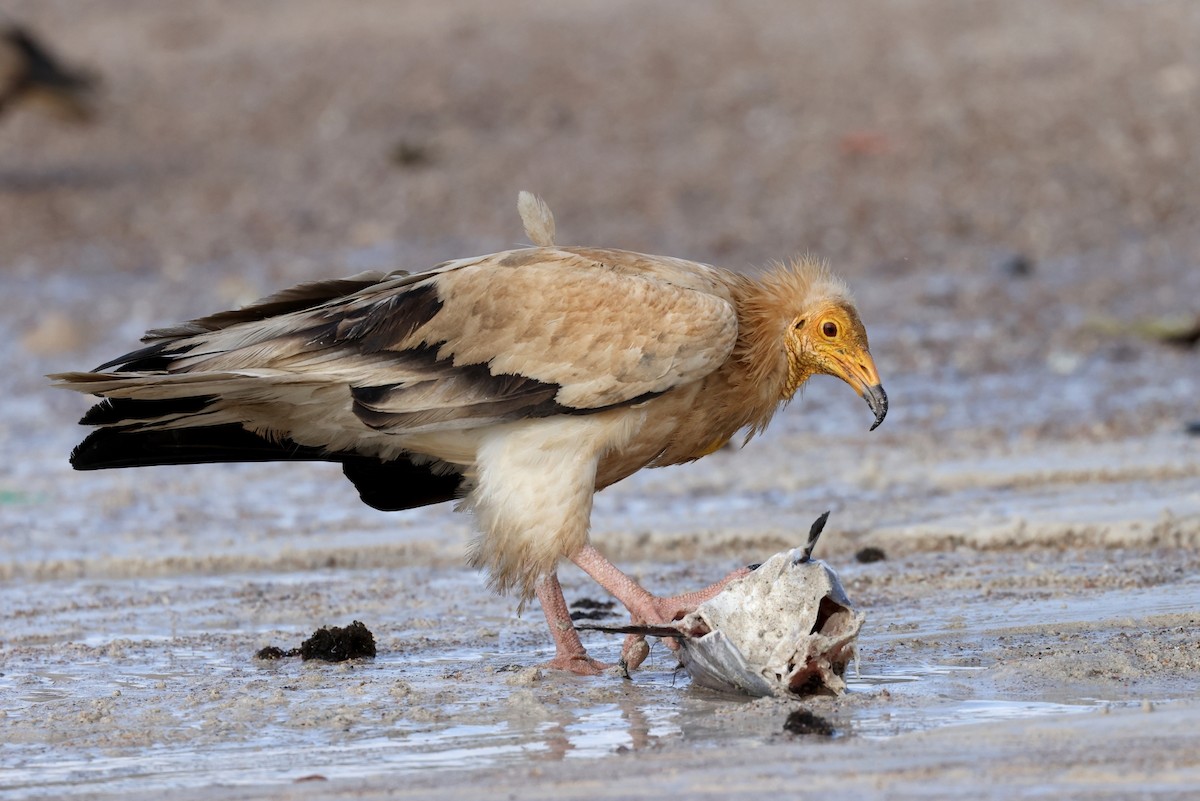 Egyptian Vulture - ML642424733