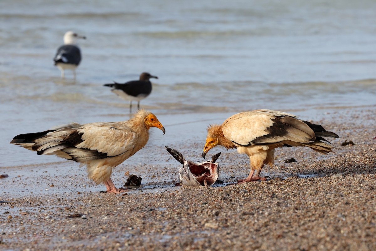 Egyptian Vulture - ML642424734