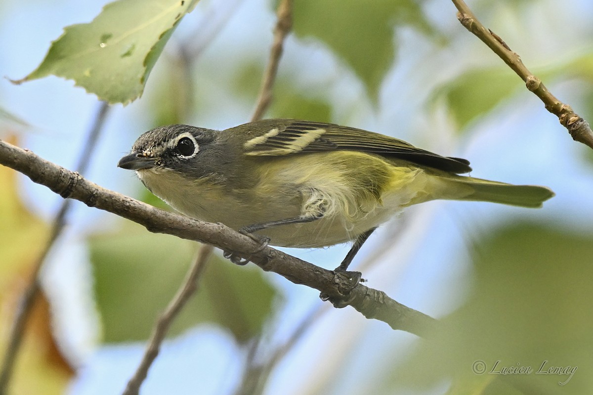 Blue-headed Vireo - ML642424737