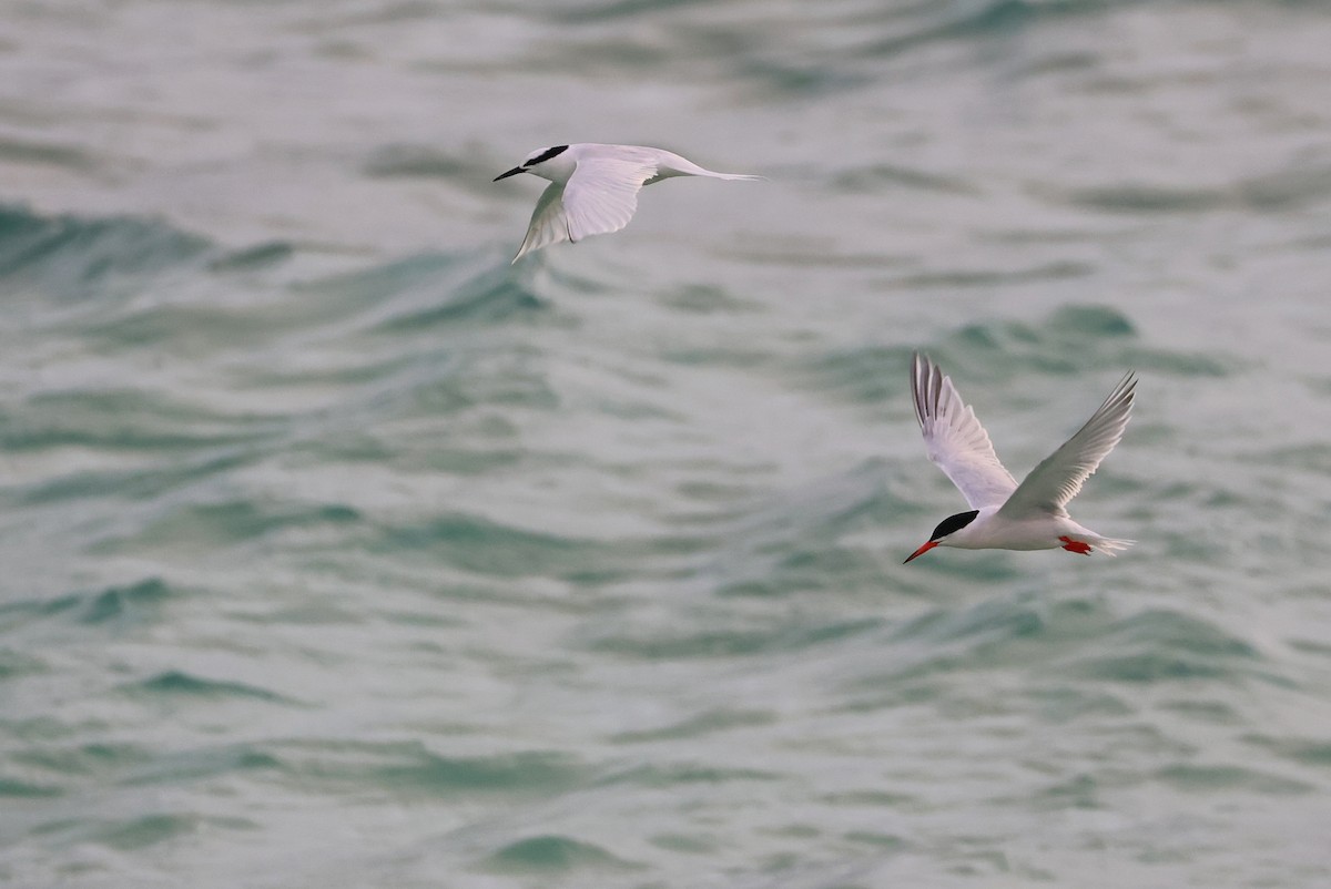 Roseate Tern - ML642424739
