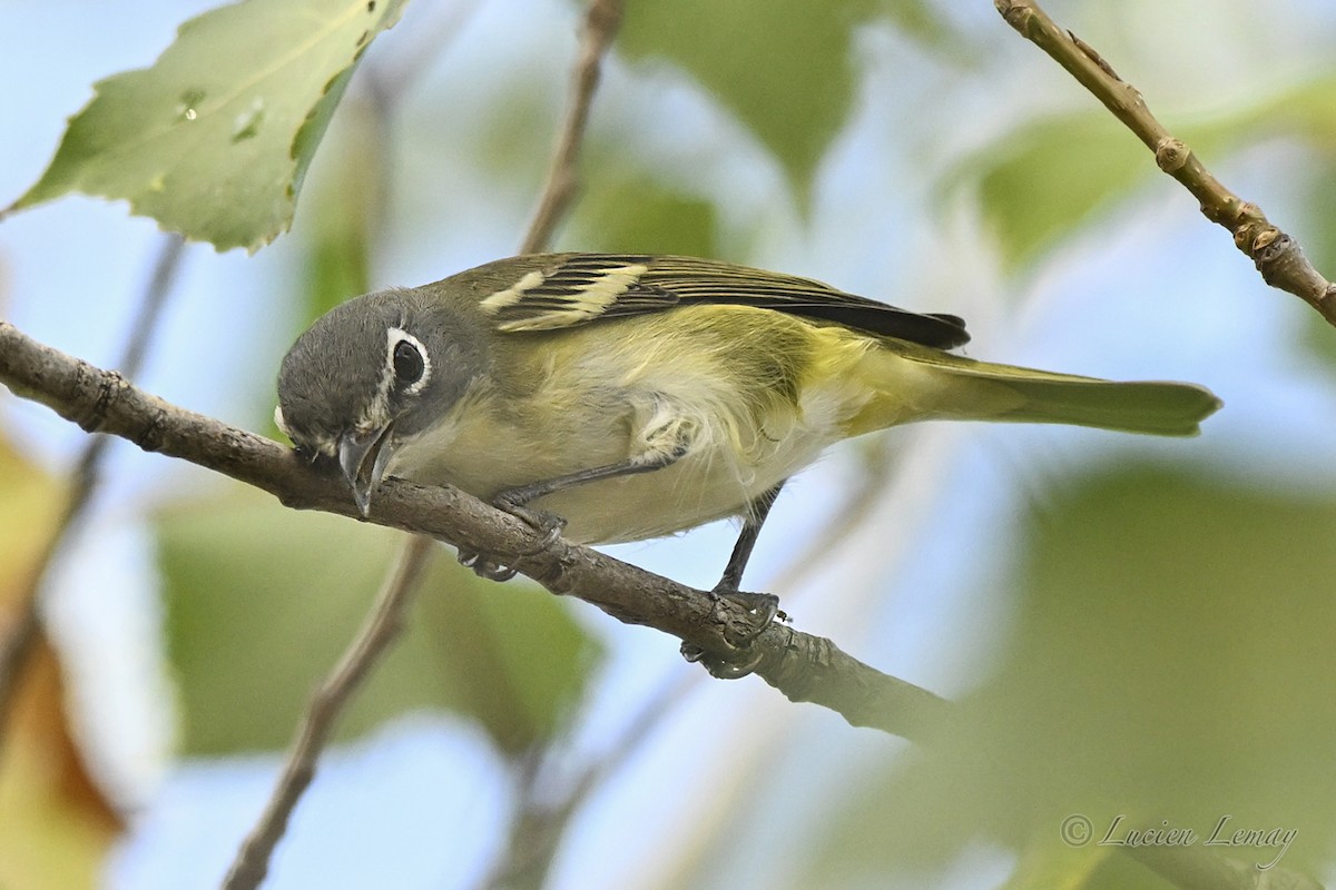 Blue-headed Vireo - ML642424740