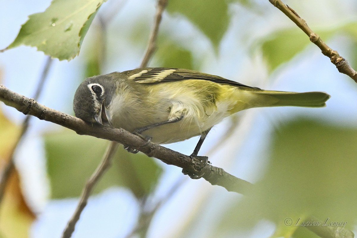 Blue-headed Vireo - ML642424743