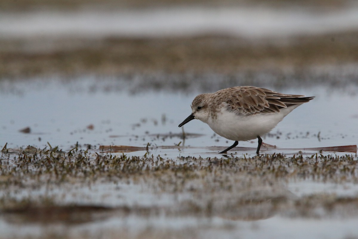 Rotkehl-Strandläufer - ML642424744