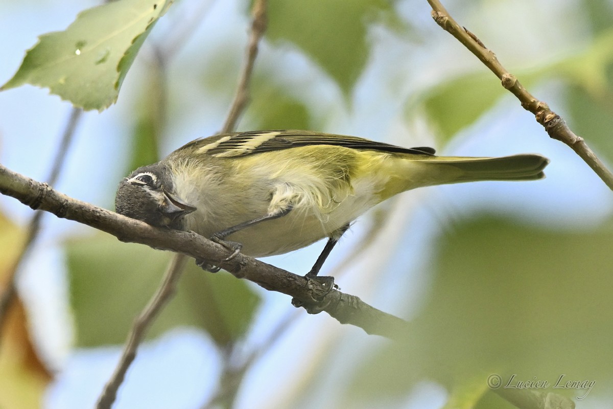Blue-headed Vireo - ML642424749