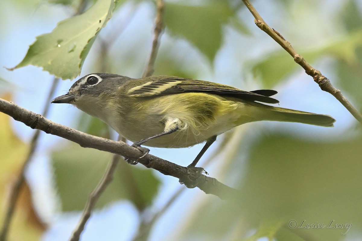 Blue-headed Vireo - ML642424750